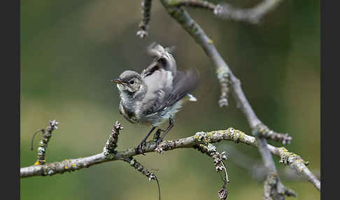 Bachstelze (Motacilla alba)