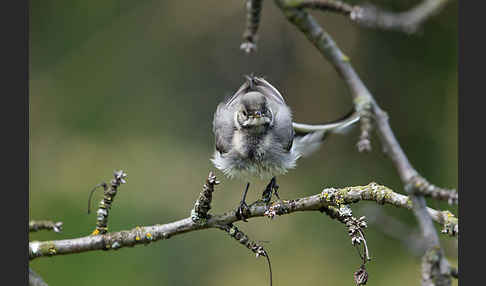 Bachstelze (Motacilla alba)