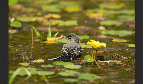 Bachstelze (Motacilla alba)