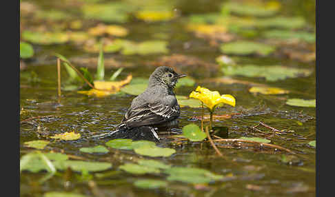 Bachstelze (Motacilla alba)