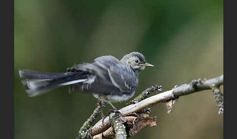 Bachstelze (Motacilla alba)