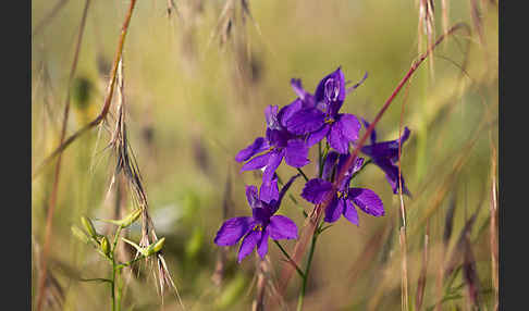 Feld-Rittersporn (Consolida regalis)