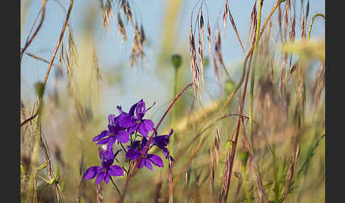 Feld-Rittersporn (Consolida regalis)