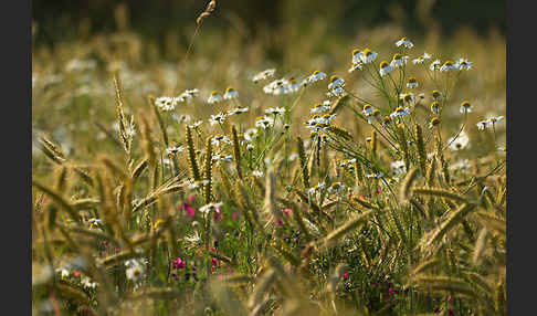 Hundskamille (Anthemis spec.)