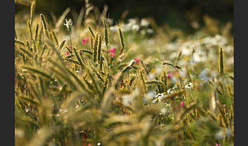 Hundskamille (Anthemis spec.)