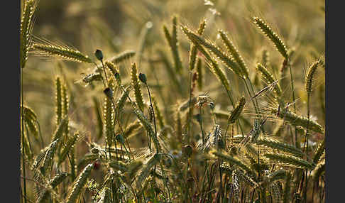 Kulturlandschaft (cultivated landscape)