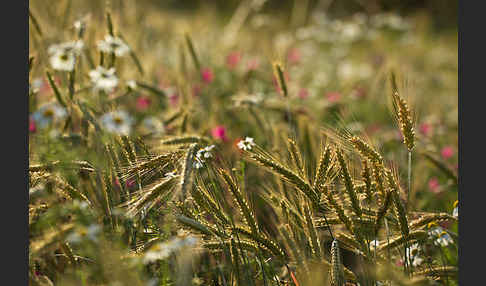 Hundskamille (Anthemis spec.)