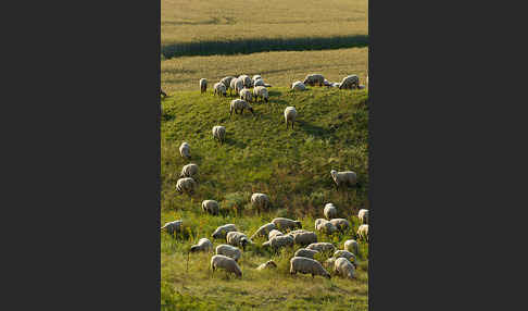 Hausschaf (Ovis gmelini aries)