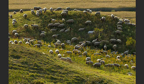 Hausschaf (Ovis gmelini aries)