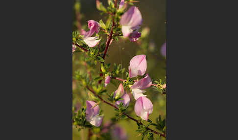 Dornige Hauhechel (Ononis spinosa)