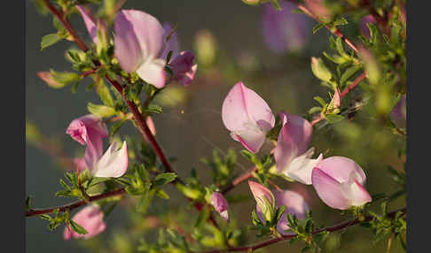 Dornige Hauhechel (Ononis spinosa)