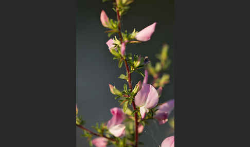 Dornige Hauhechel (Ononis spinosa)