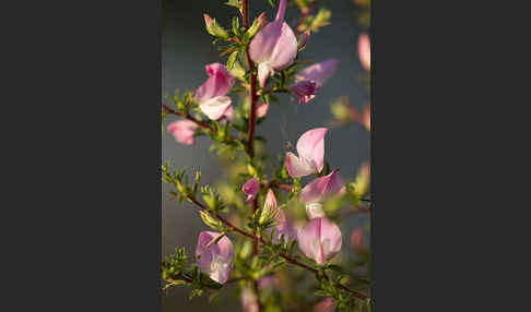 Dornige Hauhechel (Ononis spinosa)