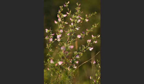 Dornige Hauhechel (Ononis spinosa)