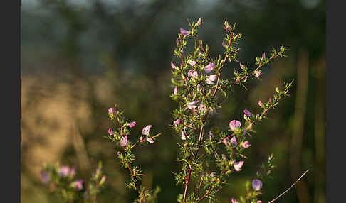 Dornige Hauhechel (Ononis spinosa)