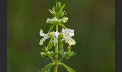 Berg-Ziest (Stachys recta)