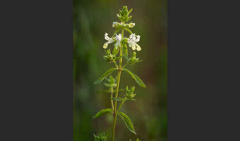 Berg-Ziest (Stachys recta)