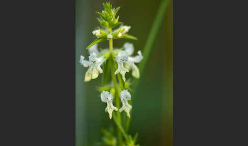 Berg-Ziest (Stachys recta)