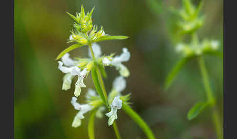 Berg-Ziest (Stachys recta)