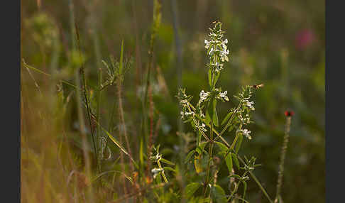 Berg-Ziest (Stachys recta)