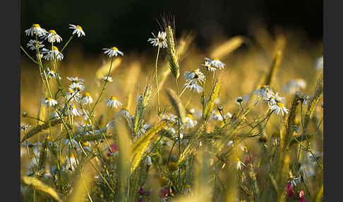 Hundskamille (Anthemis spec.)