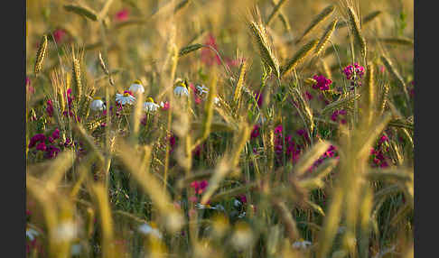 Kulturlandschaft (cultivated landscape)