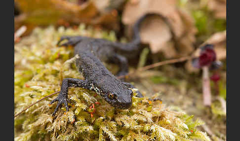 Bergmolch (Triturus alpestris)