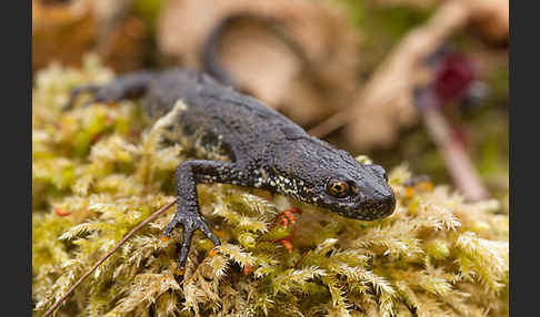 Bergmolch (Triturus alpestris)