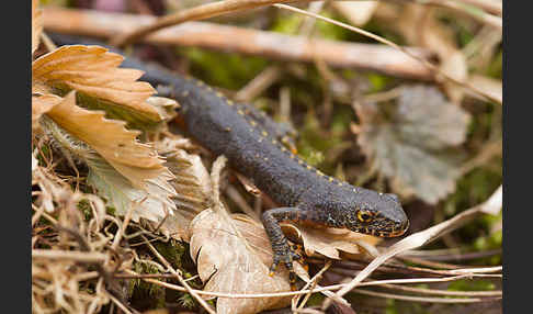 Bergmolch (Triturus alpestris)