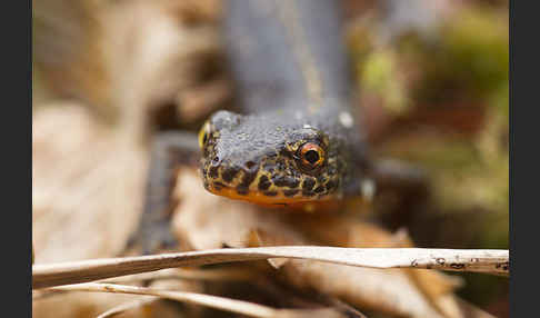 Bergmolch (Triturus alpestris)