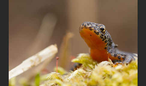 Bergmolch (Triturus alpestris)