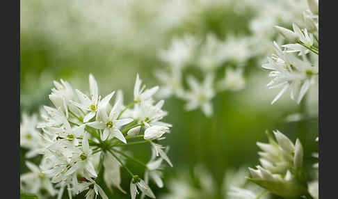 Bär-Lauch (Allium ursinum)