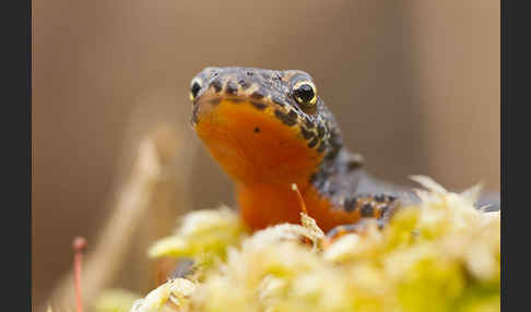 Bergmolch (Triturus alpestris)