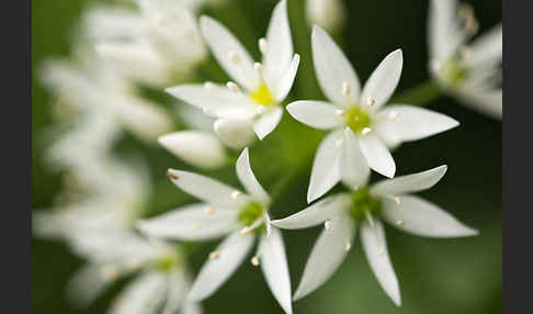 Bär-Lauch (Allium ursinum)