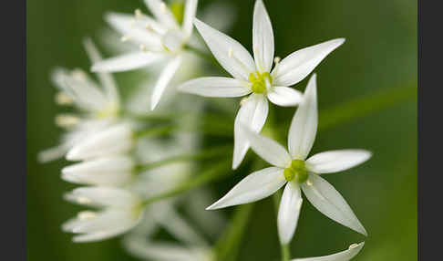 Bär-Lauch (Allium ursinum)