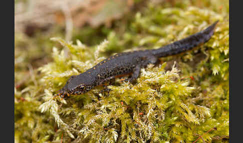 Bergmolch (Triturus alpestris)