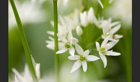 Bär-Lauch (Allium ursinum)