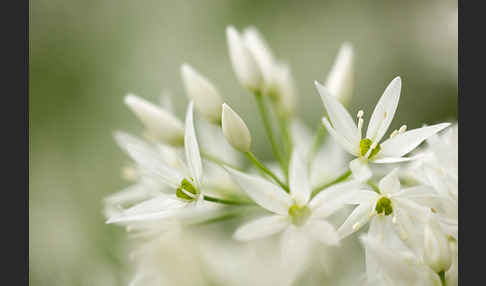 Bär-Lauch (Allium ursinum)