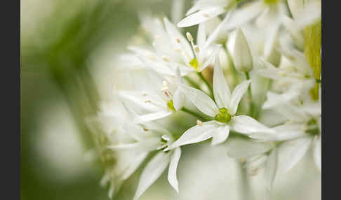 Bär-Lauch (Allium ursinum)