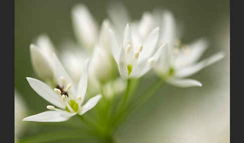 Bär-Lauch (Allium ursinum)