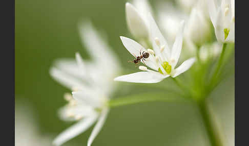 Bär-Lauch (Allium ursinum)