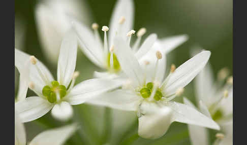 Bär-Lauch (Allium ursinum)