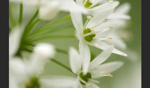 Bär-Lauch (Allium ursinum)