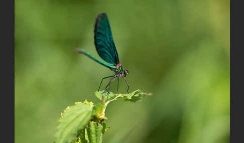 Blauflügel - Prachtlibelle (Calopteryx virgo)