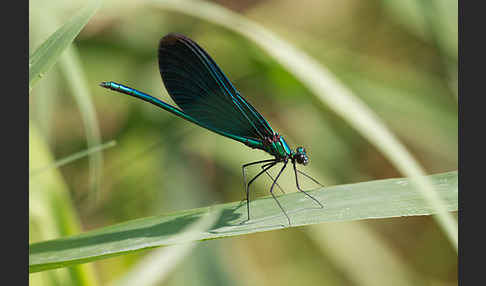 Blauflügel - Prachtlibelle (Calopteryx virgo)