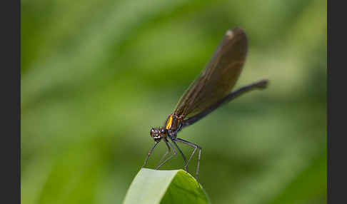 Blauflügel - Prachtlibelle (Calopteryx virgo)