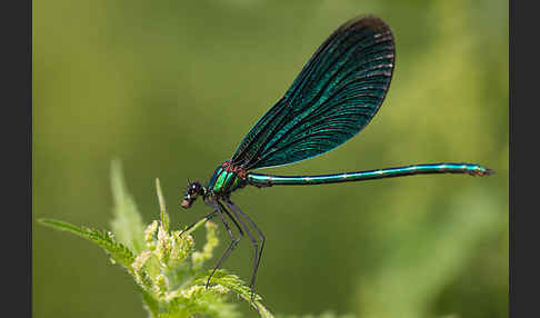 Blauflügel - Prachtlibelle (Calopteryx virgo)