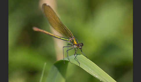 Blauflügel - Prachtlibelle (Calopteryx virgo)