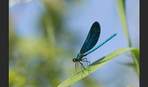 Blauflügel - Prachtlibelle (Calopteryx virgo)