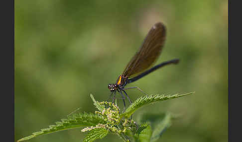 Blauflügel - Prachtlibelle (Calopteryx virgo)